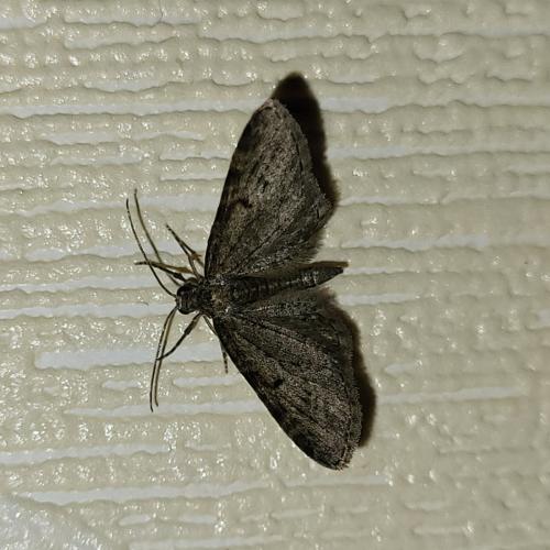 Eupithecia sp.